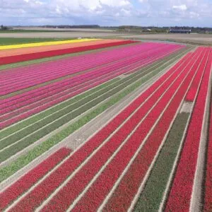 helicopter flight tulip region
